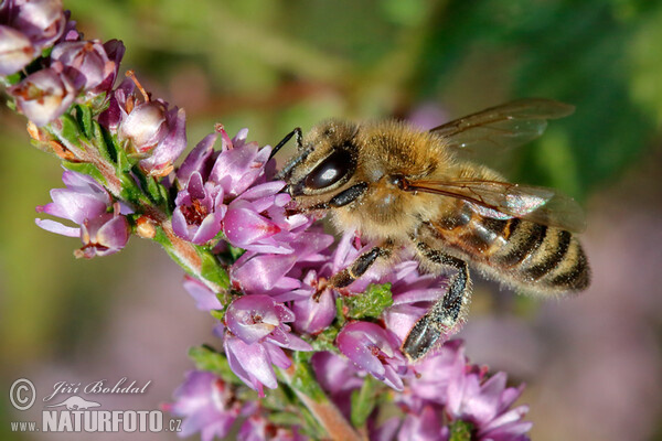 Calluna vulgaris