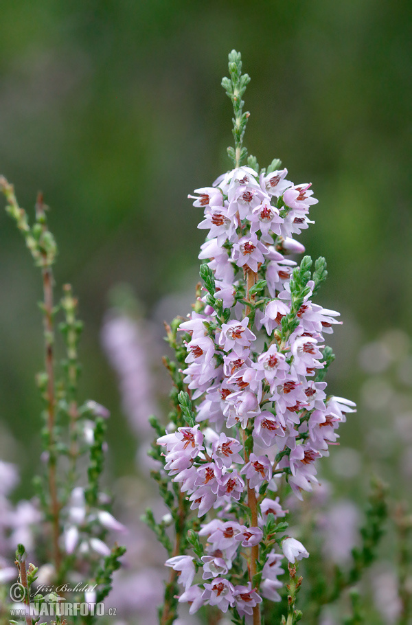 Calluna vulgaris