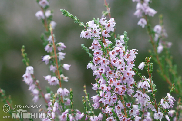 Calluna vulgaris