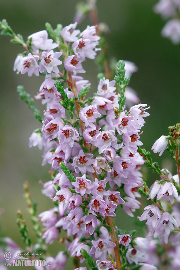 Calluna vulgaris