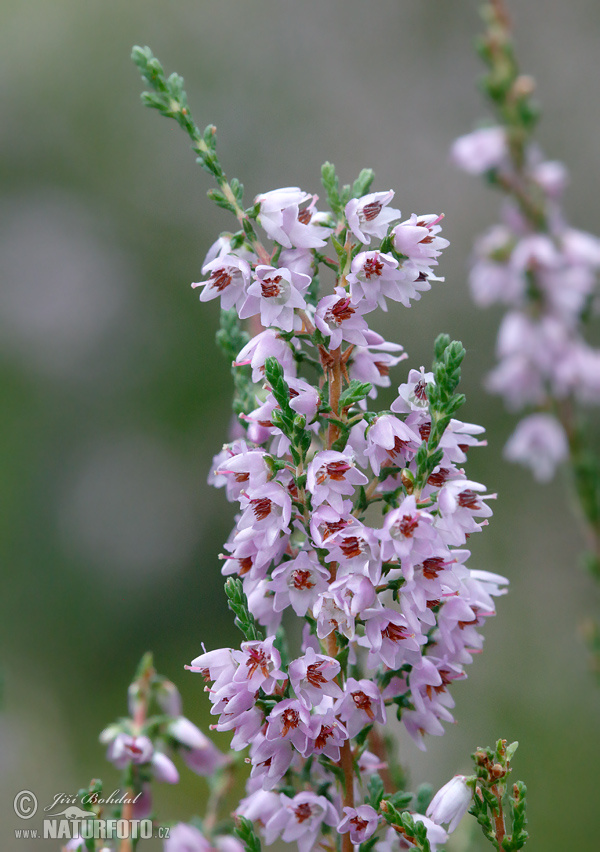 Calluna vulgaris