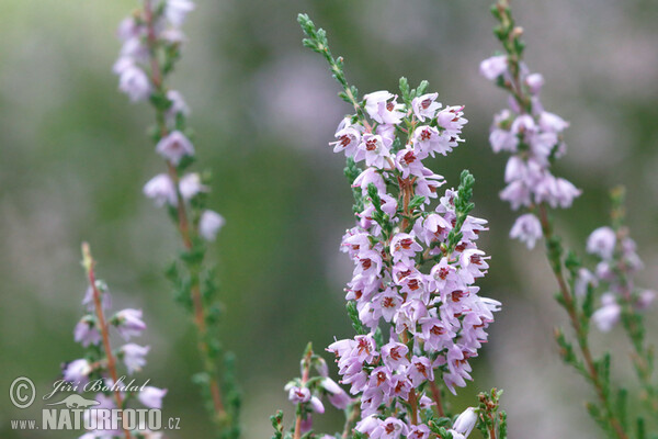 Calluna vulgaris