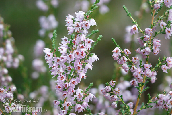 Calluna vulgaris