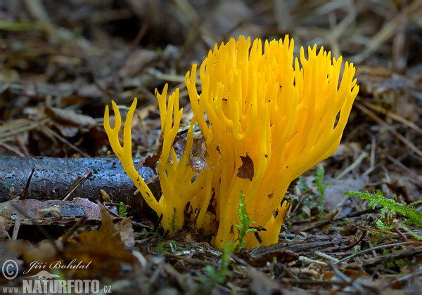 Calocera viscosa