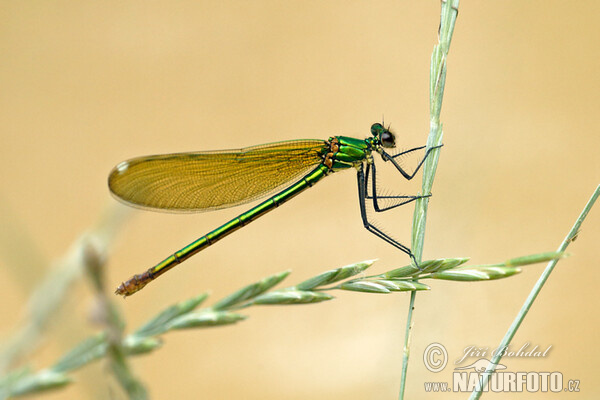 Calopteryx xanthostoma