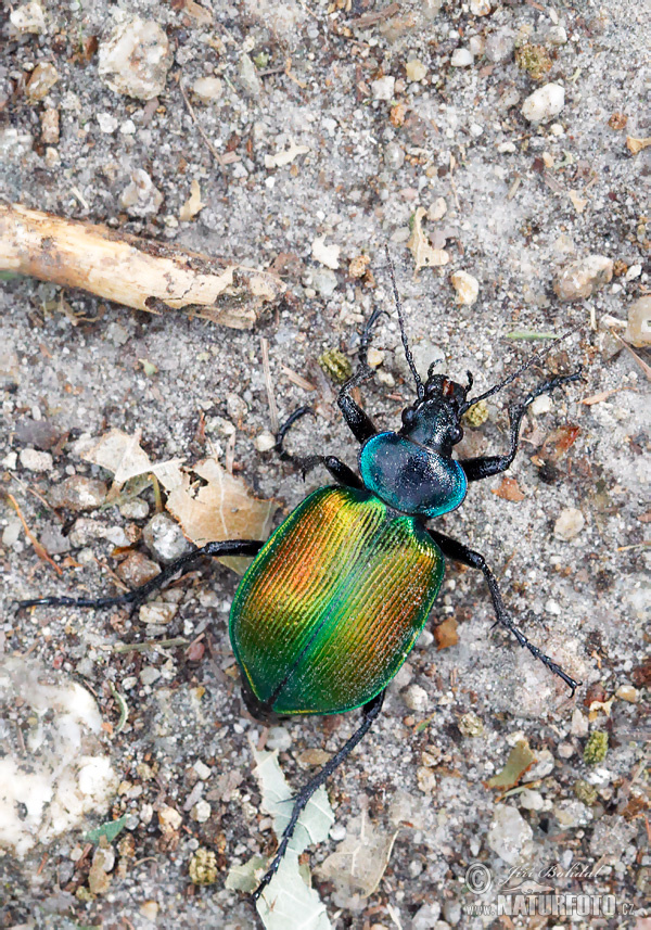 Calosoma sycophanta