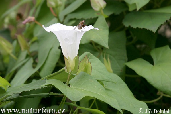 Calystegia sepium