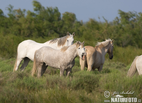 Camargue caballo