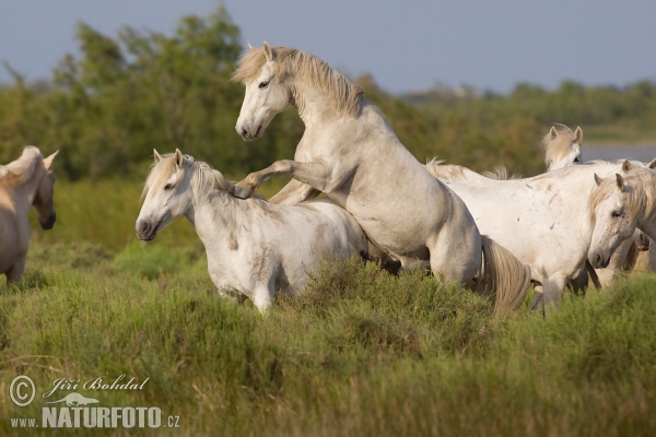 Camargue Horses (Equus ferus caballus)