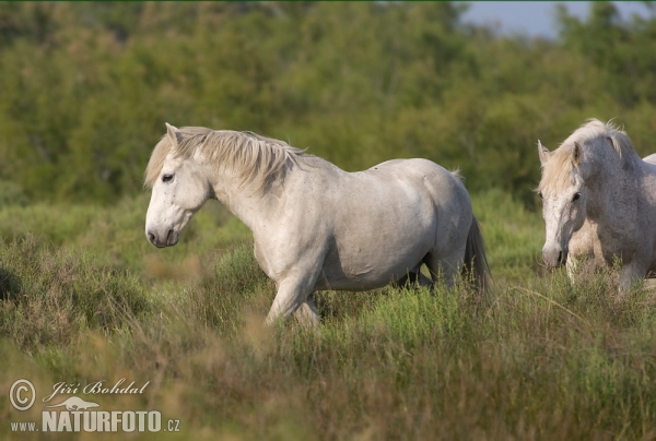 Camargue paard