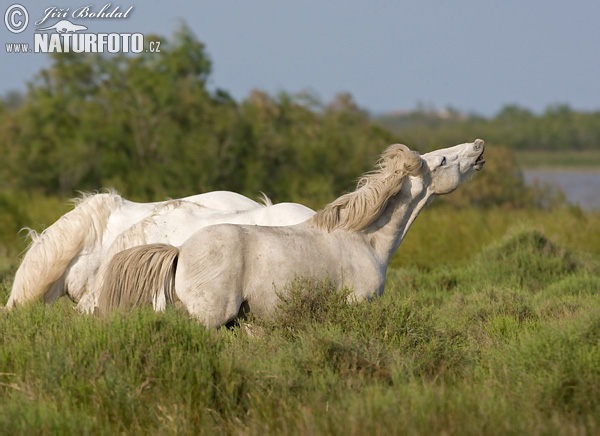 Camargue paard