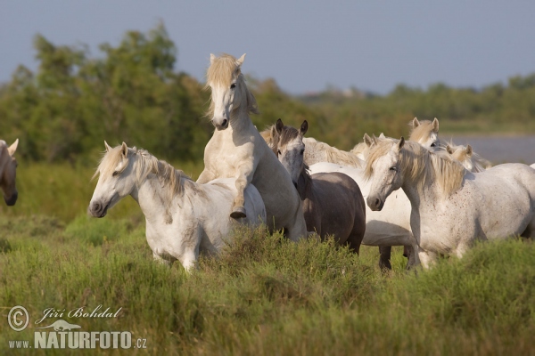 Camargue rasa koni