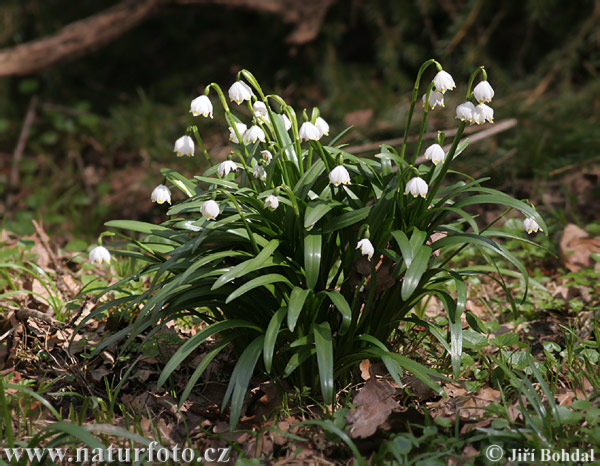 Campanellino