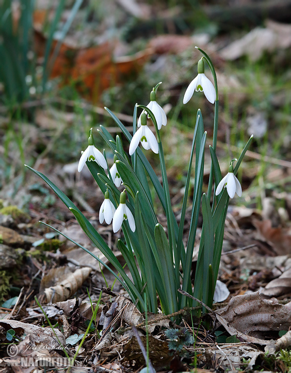 Campanilla de invierno