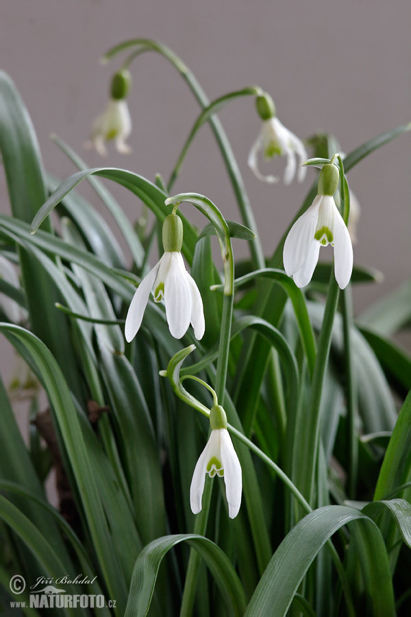 Campanilla de invierno