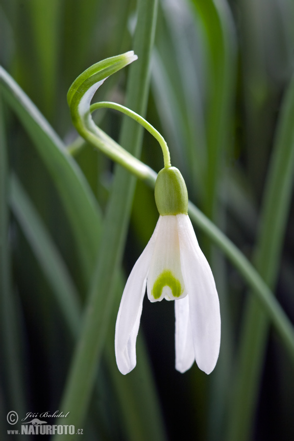 Campanilla de invierno