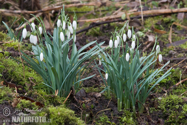 Campanilla de invierno