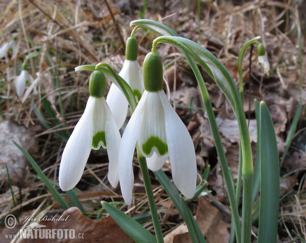 Campanilla de invierno