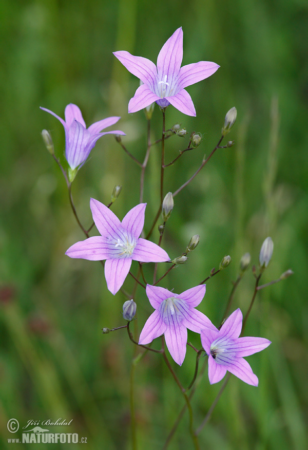 Campanula patula