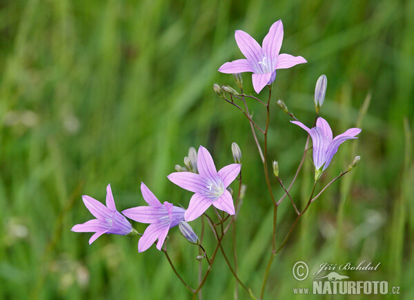 Campanula patula