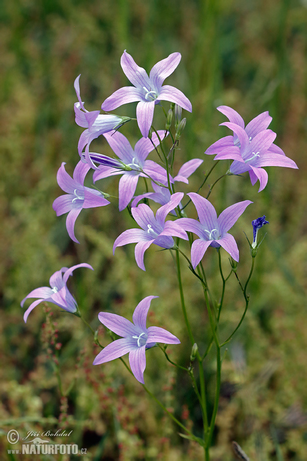 Campanula patula