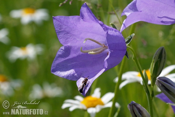 Campanula persicifolia