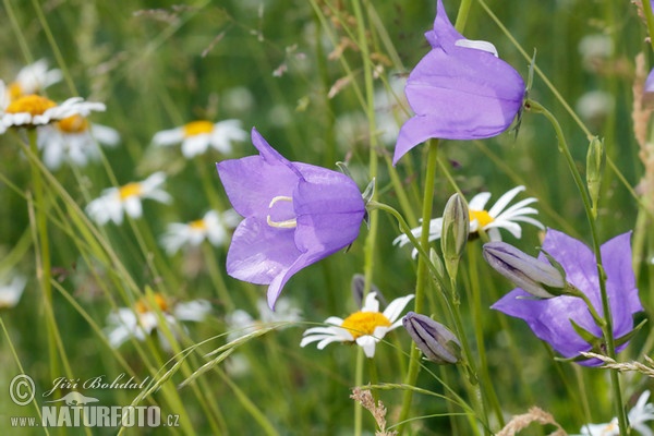 Campanula persicifolia