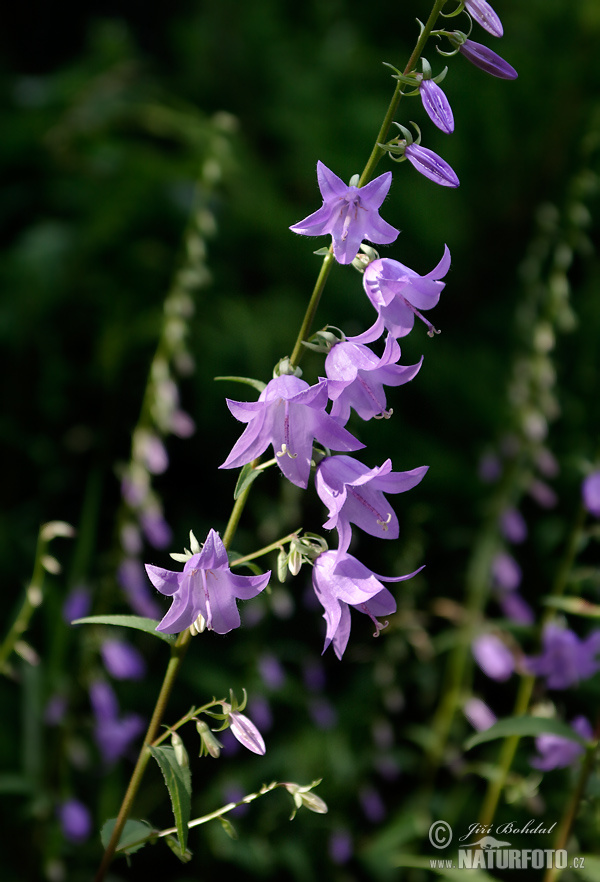 Campanula rapunculoides