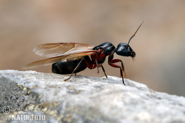 Camponotus herculeanus