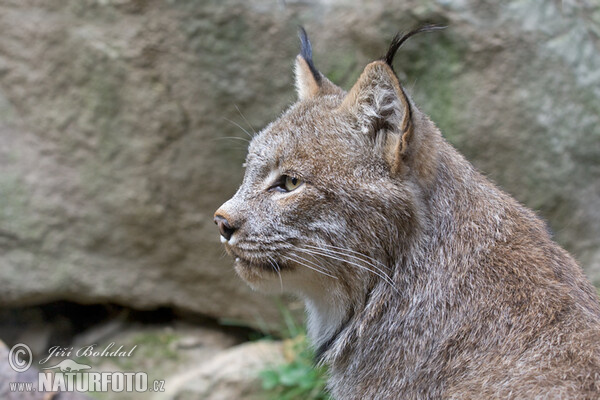 Canadian Lynx (Lynx canadensis)