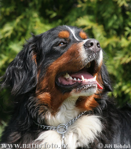 Cane