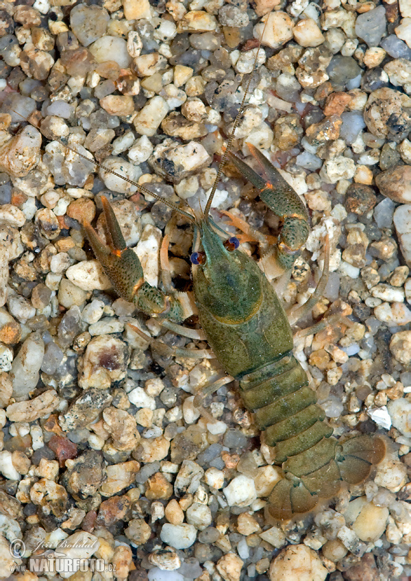 Cangrejo autóctono europeo