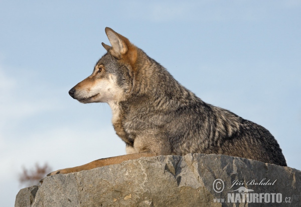 Canis lupus