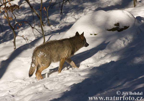 Canis lupus