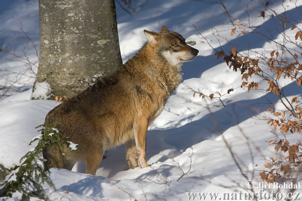 Canis lupus