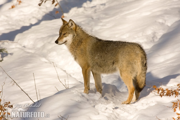 Canis lupus