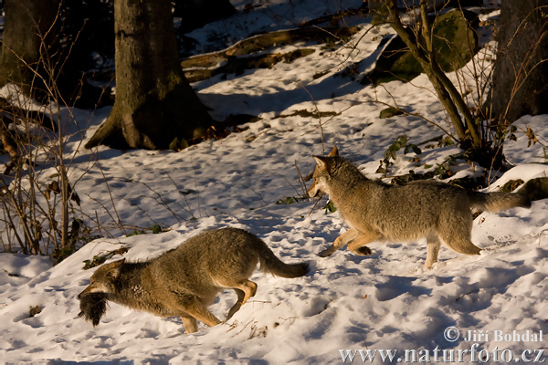 Canis lupus