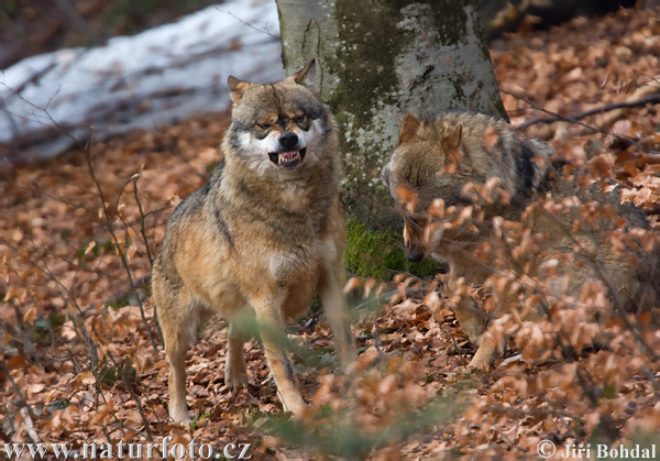 Canis lupus