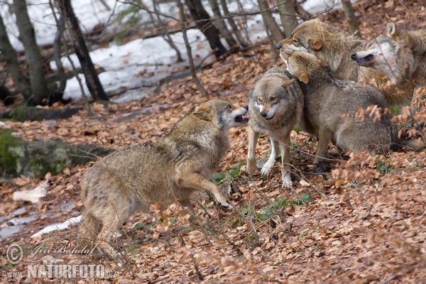 Canis lupus