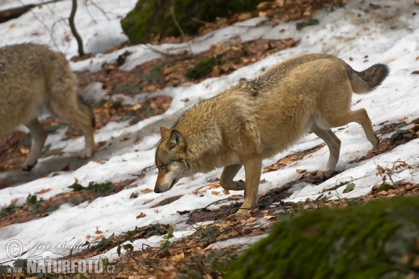 Canis lupus