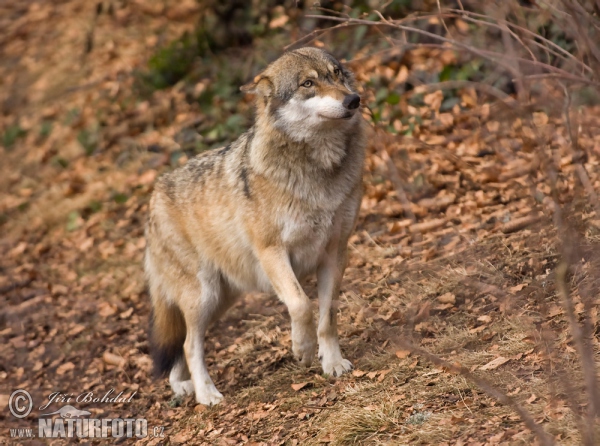 Canis lupus