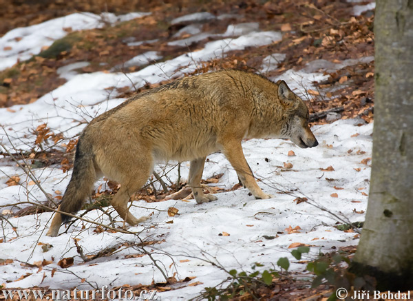 Canis lupus