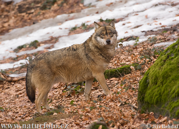 Canis lupus