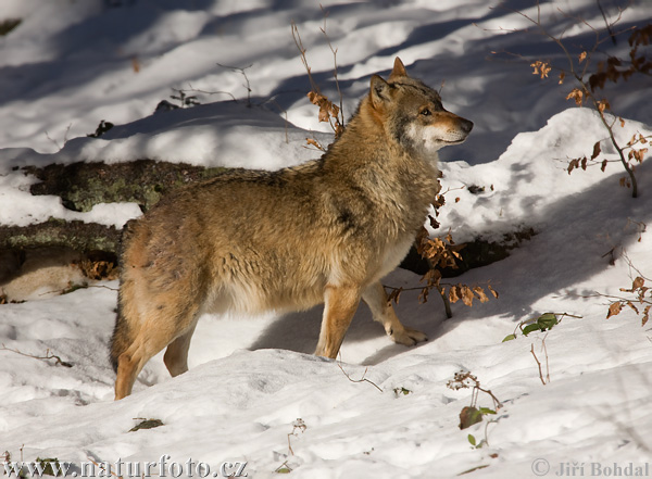 Canis lupus