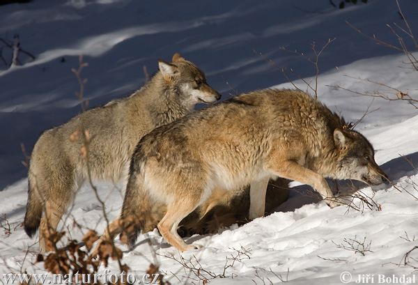 Canis lupus