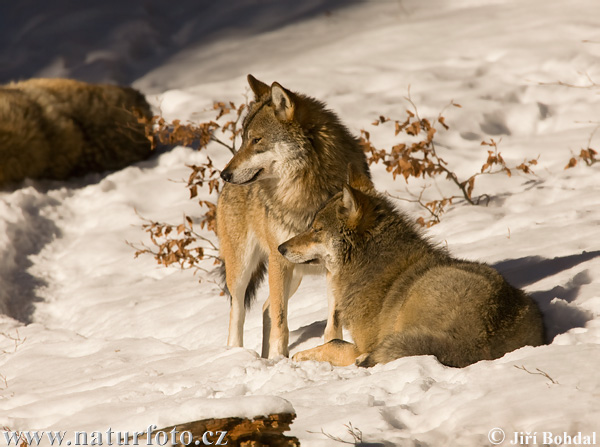 Canis lupus