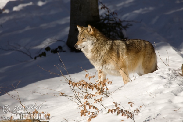 Canis lupus