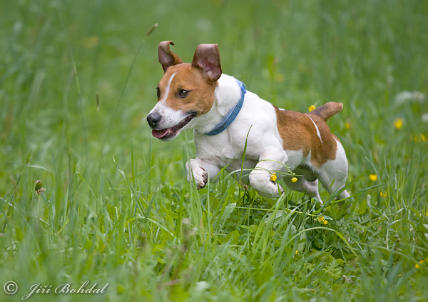 Canis lupus familiaris