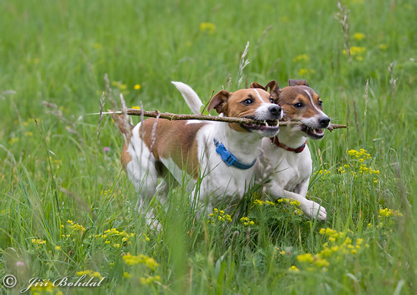 Canis lupus familiaris