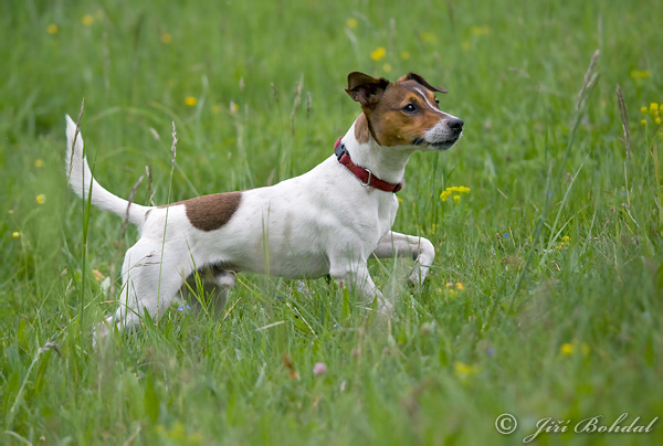 Canis lupus familiaris